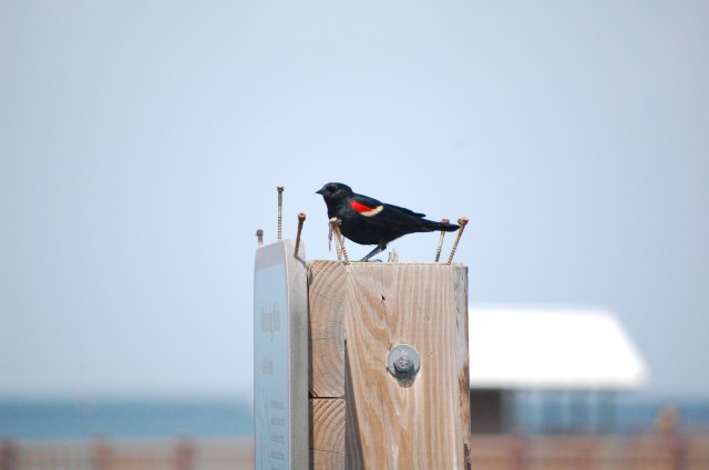 Red-wing blackbird
