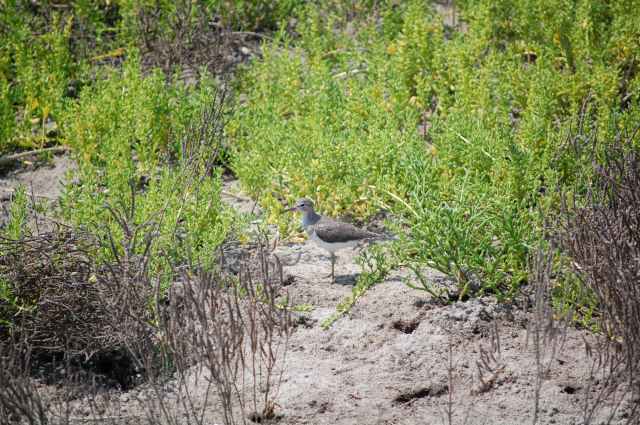 Solitary Sandpiper