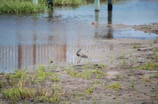 Tricolored Heron