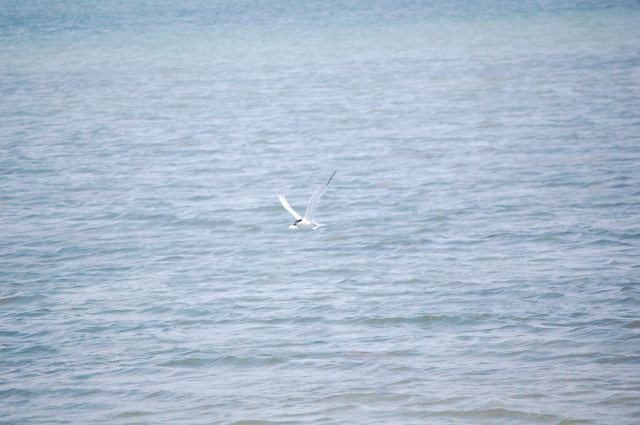 Least Tern