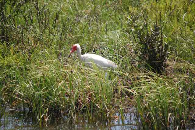 White Ibis