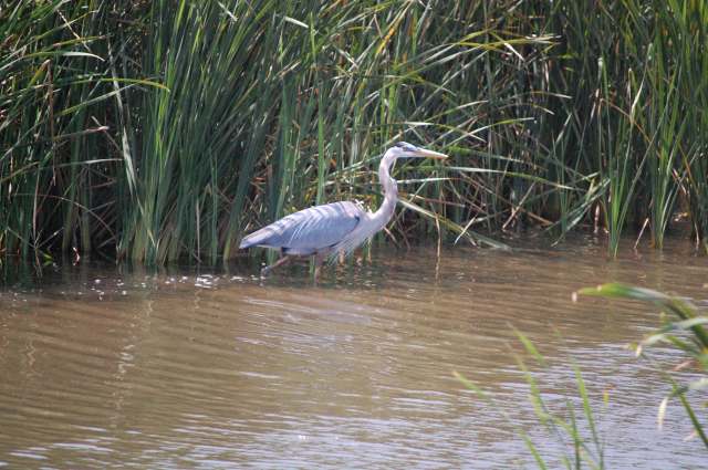 Great Blue Heron