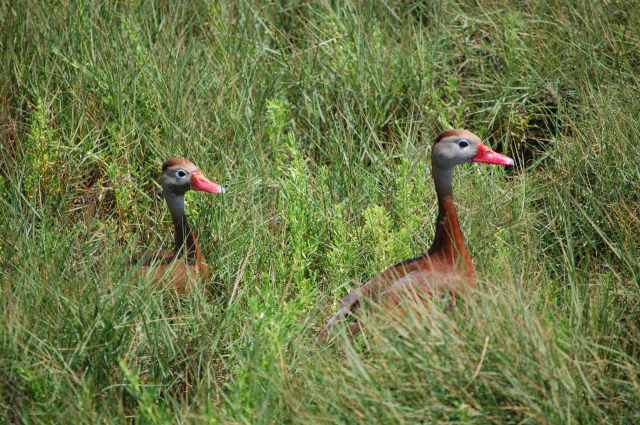 Black-bellied Whistling Duck